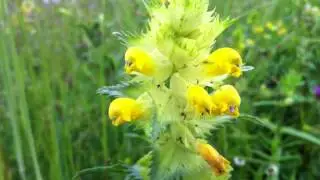 Yellow Rattle (Rhinanthus Minor) - 2012-06-03