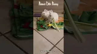 Bianca e Neve Mangiano la Catalogna 🥬 | ASMR Conigli Che Rilassa il Cuore 🐰🎧