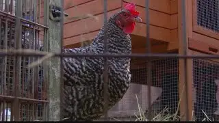 Farm animals outlawed in Mount Union Borough, stray cats no longer allowed to be fed