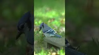 Голубая сойка крупным планом с объективом 500 мм 🐦 | Наблюдение за птицами на заднем дворе