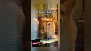 #dog #cute #dog #love #shorts2025 #ccto #susiehot25 #dogs #highlights