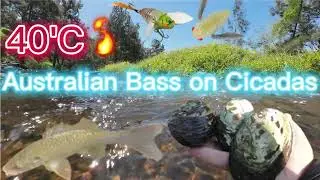 Chasing Australian Bass in 40'C Heat
