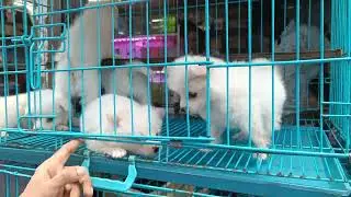 Cute Dogs For Sale || 