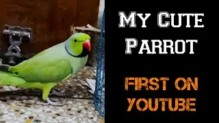 My Cute Parrot & Chappal Fight 😂😂