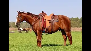 AQHA CowHorse For Sale