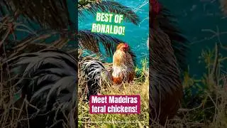 Ronaldo the gorgeous rooster on the coast of Madeira - feral chickens in Portugal - 