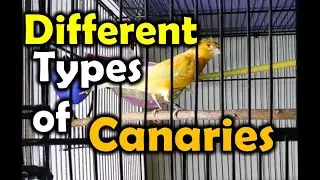 Different Famous types of Canaries| کنیری کی مختلف اقسام| Canary ki mukhtalif aqsaam| Birds Mentor