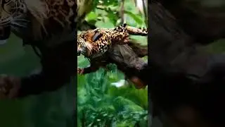 Jaguar Warrior vs. The Jungle : Brazil&rsquo;s Fiercest Protector! 🐆🌴 #viralvideo #shorts #ai #brazil
