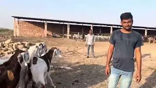 Saste Main Palehue Bakre At RJ Goat Farm Pipad Rajasthan.