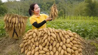 Harvesting Vegetables as a Farmer Collects Fresh Yam Tubers for the Village Market