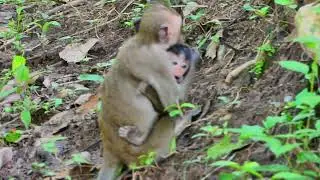 Wow!!!! SO AMAZING Children take baby out by hand in for run ...