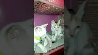 *The furry family in cats tiny house* 🏡🐾 #TheFurryLife #Cats #Kittens #FurryFamily #CuteCats #shorts