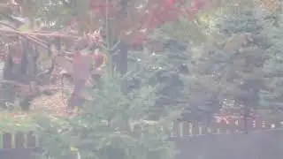 Cardinal eating sunflower seeds