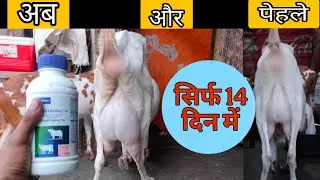 Make double the milk and roots in just 14 days || how to develop goat udder||#goatmilk#goatfeed#g...