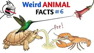 Weird Animal Facts That Can't Be Real
