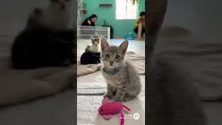 Ayudando michis 🥺 #ias #funny #reels #cat #animals #pets #rescue