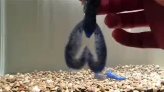 Тест танка Zoom Super Speed ​​Craw