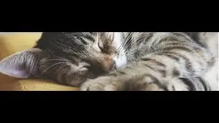 RELAX MUSIC SLEEP IN MINUTES BLACK SCREEN MUSICA RELAX  HORAS DE MUSICA  SLEEP IN MINUTES TELA PRETA