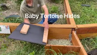 Baby Tortoise Hides