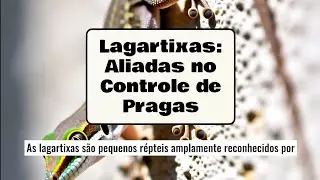 Lagartixas aliadas no controle de pragas. #r&eacute;pteis #animais #selvagem , #ecologia 