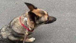 German Shepherd with high drive