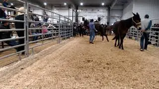 2024 January 11th Annual Hoover Mule Sale