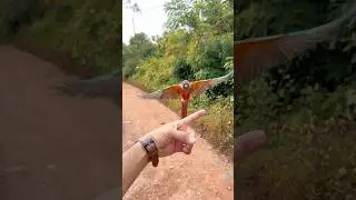 Birds sound to attract Cat 🥰 ! Birds sounds ! Singing birds ! Birds for sale ! Cat video #cat #birds