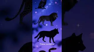Hunting Predators in the Dark (Night Vision Action!)