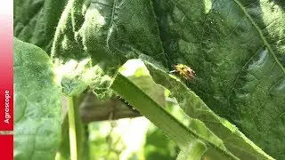 Entwicklung der biologischen Bek&auml;mpfung gegen die gr&uuml;ne Reiswanze (Nezara viridula)