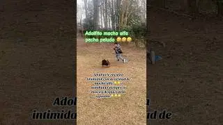 Adolfito macho alfa pecho peludo 😂😂 #viralvideo #diversionsinlimites #humor #familyfun #rooster
