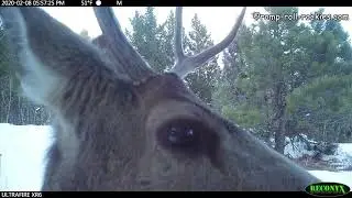 Predators & Prey cross a grassy knoll over the winter (Nov 2019- April 2020)