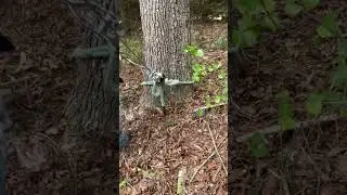 How to redirect a tree whit come along cable puller