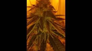 True platinum og close  up