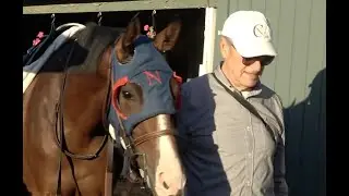 Why Do Racehorses Wear Blinkers   HD 1080p