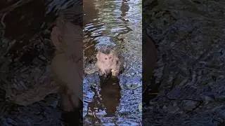 Beautiful lovely cutie  monkey 🐒 happy playing swimming fruit friendly ❤️ #shorts #viral #cute