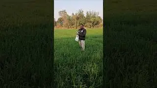 How to Grow High-Yield Organic Wheat ! #organicfarming #wheatfarming #khetibadi #organic