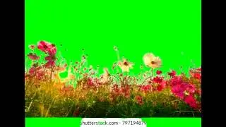 Butterfly flying in a garden with green screen background stock video#green_skin_video