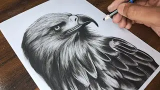 Eagle Realistic Sketch | Sketch | Outline | Part-2 | Drawing |
