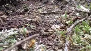 Formica rufa colony in the Forest of Dean