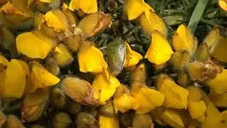 Gorse Shieldbug - Piezodorus lituratus