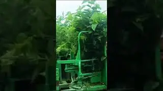 Mulberry plants cutting machine