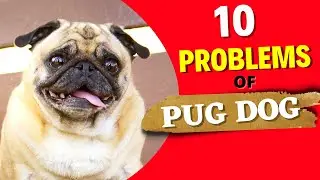10 Problems of Pug Dog | Why should you not get a Pug? #pugdog