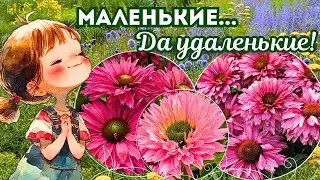 Яркие цветы и кустарники карликового размера. Обзор сортов в цветниках. Вид в саду в течение года.