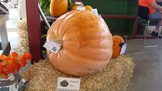 Pumpkin 1-B at the Orange County Fair... Another Winner!
