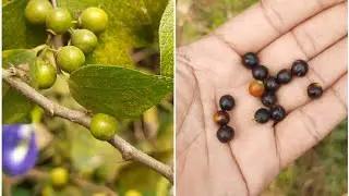 WORLD'S  very small  JUJUBE FRUIT(Ber) IN INDIA😯