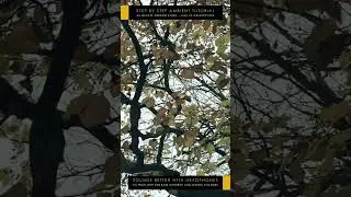 Step By Step Ambient Tutorial #ambient #musiccreation #learning - Full Video link in the description