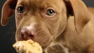 Puppies Eat Peanut Butter For The First Time