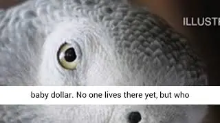 The Chinese Parrot