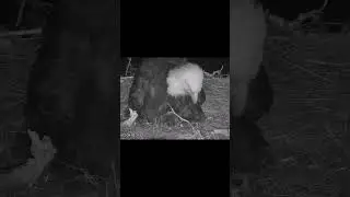 Two Harbors Eagles ~ Cholyn lays egg #1 & her famous wing flap  ~ 3/9/2025 #baldeagles #eaglecam