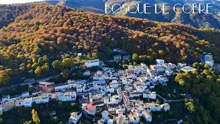 Bosque de cobre